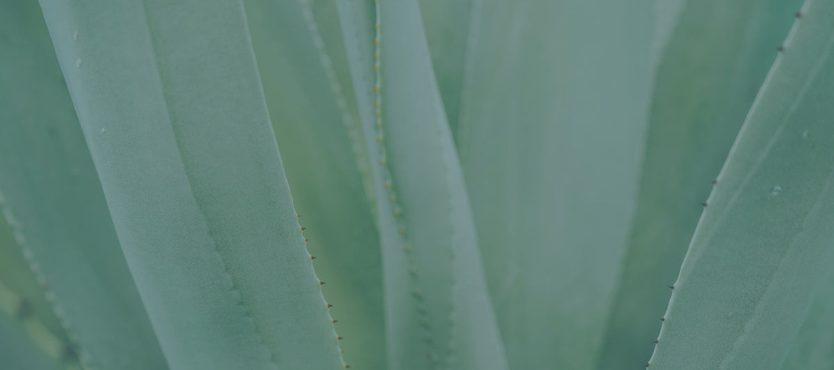 Aloe vera für die Haut: Der Wirkstoff, den wir unterschätzt haben
