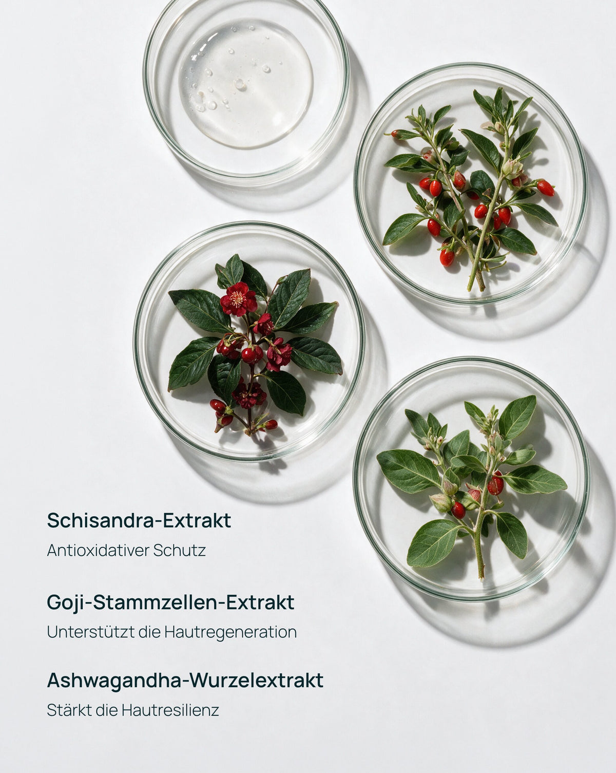 Exosome serum with goji exosomes and adaptogens – our longevity serum